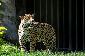 The jaguar (Panthera onca) is a large cat species and the only living member of the genus Panthera native to the Americas.