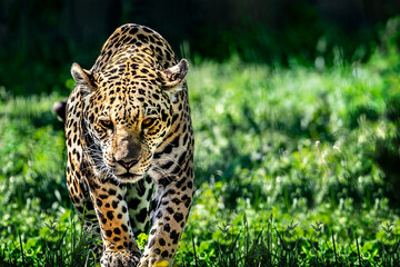 The jaguar (Panthera onca) is a large cat species and the only living member of the genus Panthera native to the Americas.