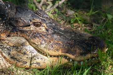 American Alligator