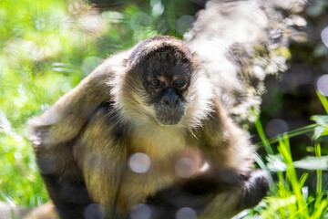 Japanese macaque sitting on a tree