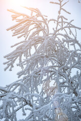 Pine trees branches covered with snow frost. Perfect wintry wallpapers magical nature photography.