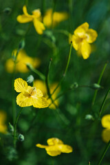 Obraz premium yellow flower in the garden