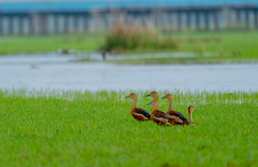 Group of whistling duck walk in grass field to look for food and stay near pond or water resirvior...