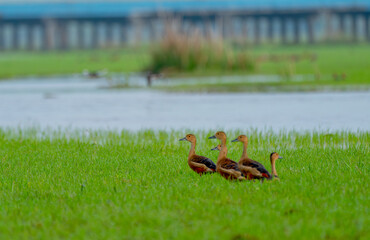 Group of whistling duck walk in grass field to look for food and stay near pond or water resirvior and bridge.