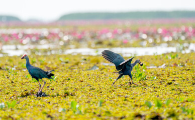 One of Purple Swamphen get food then run far from other bird in front of red lotus with day light.