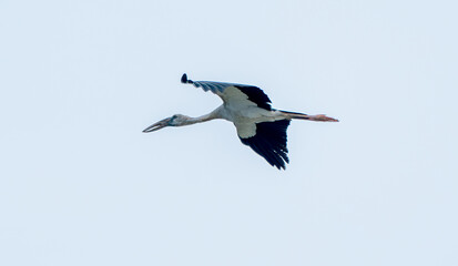 Openbill stork fly alone on clear blue sky to look for food and go back to it's habitat.