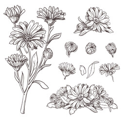 Drawing of the line of a calendula flower. Contour elements isolated on a white background. Vector set. An ingredient for herbal tea, medicinal and cosmetic preparations. - obrazy, fototapety, plakaty