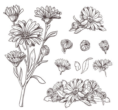 Drawing of the line of a calendula flower. Contour elements isolated on a white background. Vector set. An ingredient for herbal tea, medicinal and cosmetic preparations.