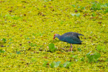 Purple Swamphen, Purple Gallinule, Purple Swamp-Hen one type of bird that found in southern part of Thailand and look for food in field of grail.