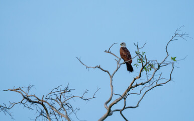 Wide shot of one hawk stand on branch of the tree and blue sky as background and it look for food.