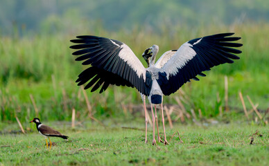 Close up two of Openbill stork  spread your wings to fight together for food in grass field and day light.