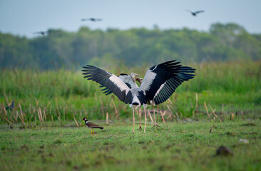 Two of Openbill stork  spread your wings to fight together for food in grass field and day light.