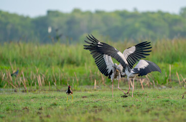 Two of Openbill stork  spread your wings to fight together for food in grass field and day light.