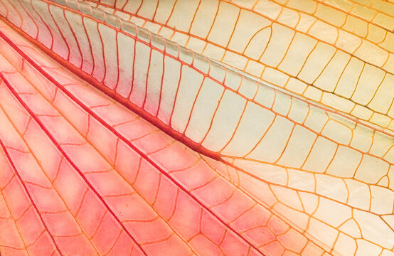 Beautiful yellow grasshopper wing