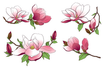 Magnolia branch isolated on transparent background. Spring pink flowers, buds and leaves. Vector illustration for creating wedding invitations, congratulations on International Women's Day.