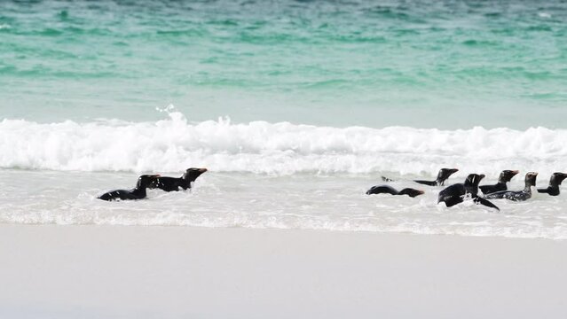 Rockhopper penguin in Falkland Islands