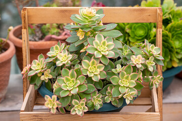 Succulent plants. Closeup view of an Aeonium haworthii Kiwi, beautiful rosette of green leaves with...