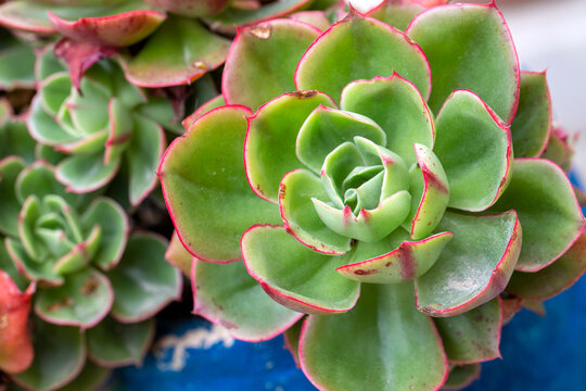 Echeveria secunda Crassulaceae plant. Glaucous Echeveria