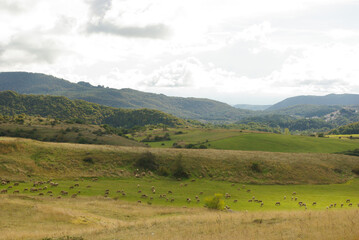 A flock of sheep grazing