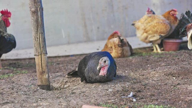 A pompous turkey with black feathers and a red neck resting at coop
