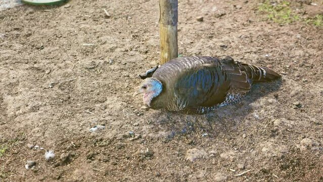 A closeup of a pompous turkey with feathers resting inside the coop
