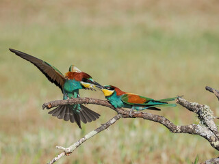 Pair of European bee eater (Merops apiaster), in courtship. Isolated on blurred background