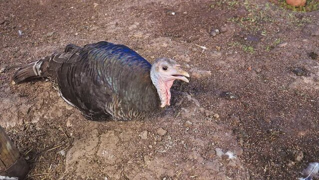 A closeup of a pompous turkey with feathers resting inside the coop