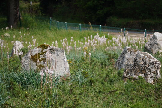 flores entre menhires