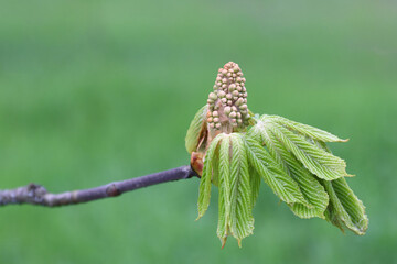 Chestnut flower buds