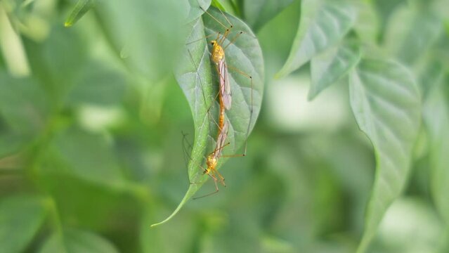 A macro view of tipula paludosa or marsh crane fly copulating on a leaf