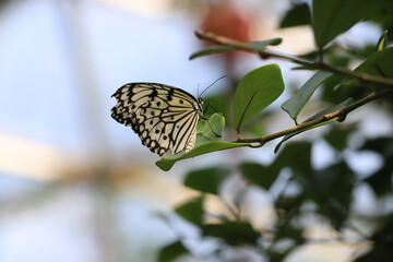 Papillon sur une branche 