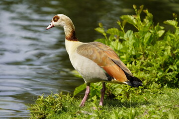 Egyptian goose (Alopochen aegyptiaca) is a member of the duck, goose, and swan family Anatidae. Hanover-Herrenhausen, May 29, 2023.
