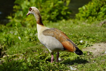 Egyptian goose (Alopochen aegyptiaca) is a member of the duck, goose, and swan family Anatidae. Hanover-Herrenhausen, May 29, 2023.