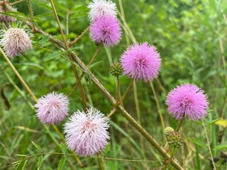 flowers of a thistle