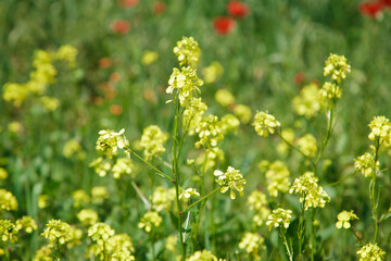 Background of yellow rapeseed or canola flowers. Canola field, blooming canola flowers close-up. Bright yellow rapeseed oil. blooming rapeseed