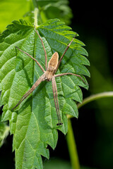 Macro photo of a hunting spider 