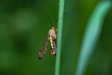Macro shot of a small scorpion fly