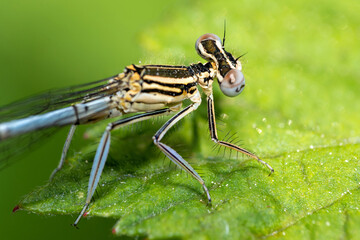 Macro shot of azure damselfly dragonfly