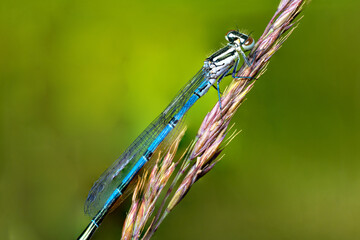 Macro shot of azure damselfly dragonfly
