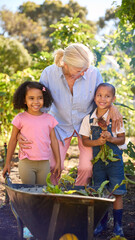 Fototapeta premium Grandchildren Helping Grandmother Working In Vegetable Garden Or Allotment With Barrow At Home