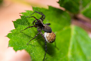 Macro photo of a wolf spider 