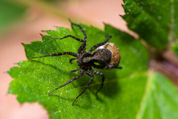 Macro photo of a wolf spider "Pardosa lugubris"