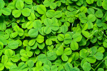white clover field detail from above, only leaves (Trifolium repens)