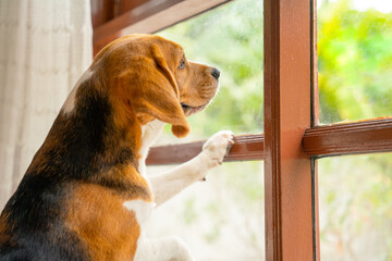 Close up beagle dog stand and lean to glass window also look outside of the house.