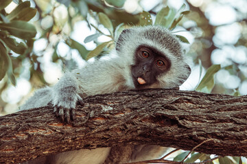 monkey