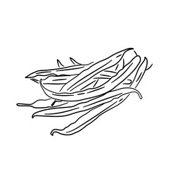 Doodle-style icon of green beans in a hand-drawn black sketch. Vector illustration.