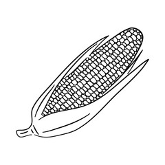 Hand-drawn black sketch of corn in a doodle icon. Vector illustration.