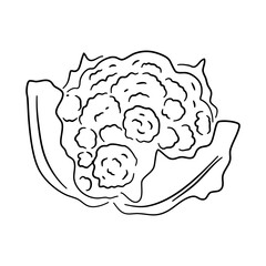 Doodle-style cauliflower icon with a hand-drawn black sketch. Vector illustration.