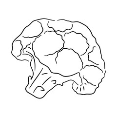 Vector illustration of a broccoli doodle icon with a hand-drawn black sketch.