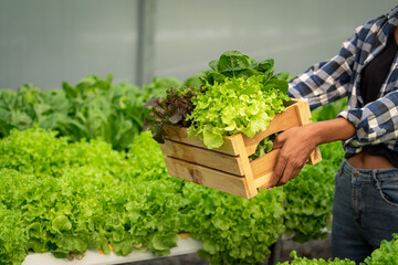 African american women carrying wooden box of salad vegetables produce in hydroponics greenhouse
